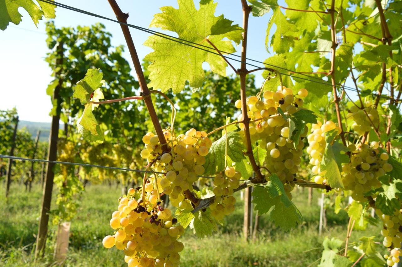 לינה וארוחת בוקר Castelnuovo Belbo Bed & Tours Dimora Di Campagna מראה חיצוני תמונה