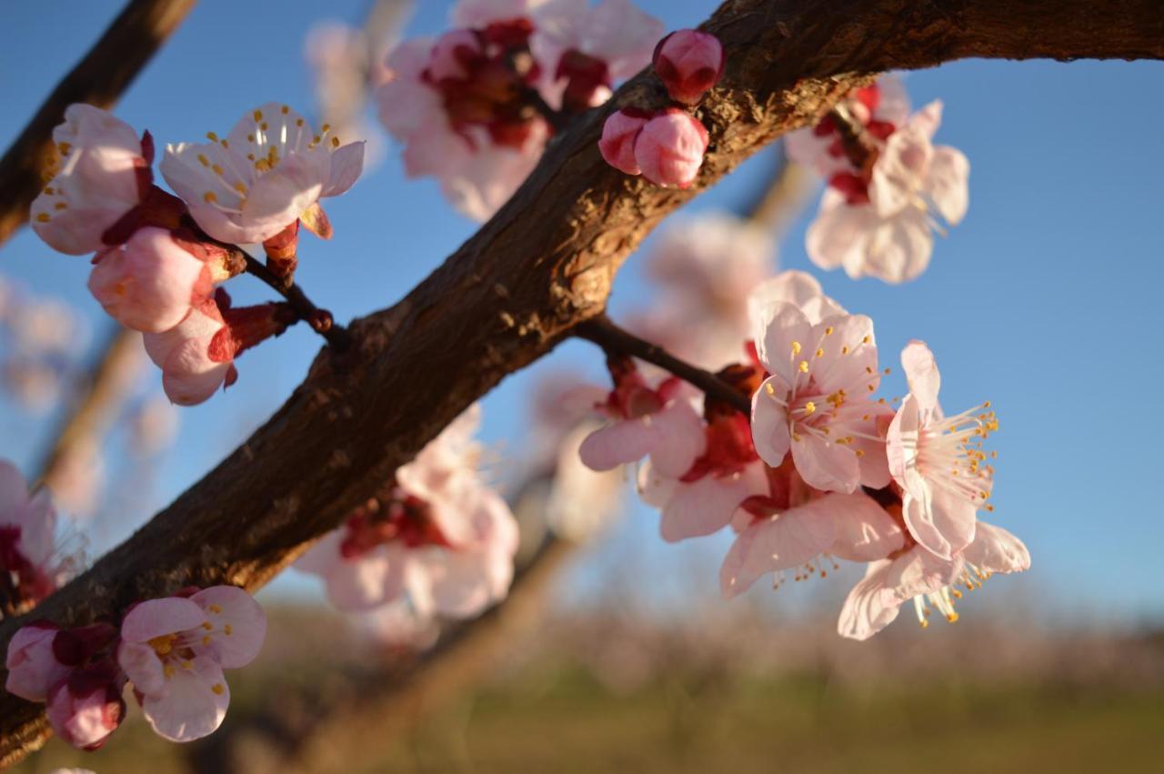 לינה וארוחת בוקר Castelnuovo Belbo Bed & Tours Dimora Di Campagna מראה חיצוני תמונה