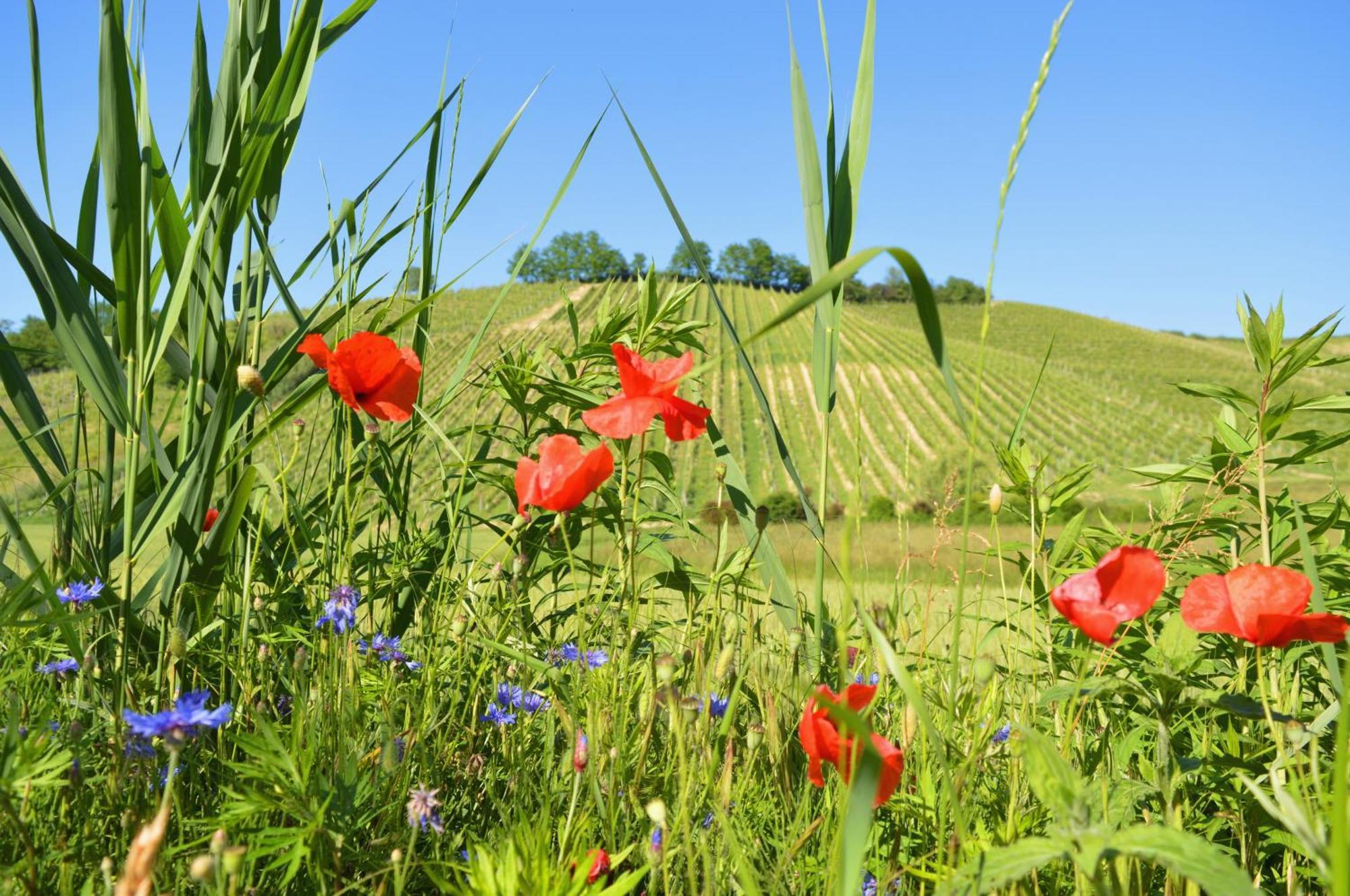 לינה וארוחת בוקר Castelnuovo Belbo Bed & Tours Dimora Di Campagna מראה חיצוני תמונה